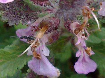 Una Lamiacea a cuscino - Teucrium chamaedrys